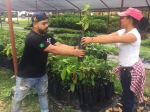 Lee más sobre el artículo 10.800 árboles frutales han recibido familias del sector rural de Ibagué