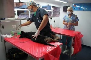Lee más sobre el artículo Más de 1.000 animales han sido esterilizados este año en Ibagué