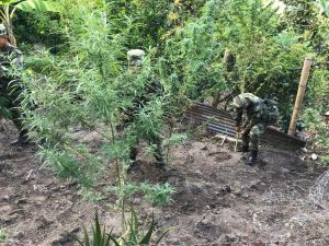 Lee más sobre el artículo 1.3 hectáreas de marihuana fueron erradicadas en Ibagué