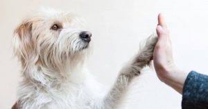Lee más sobre el artículo Jornada de adopción canina y felina se realizará en Espinal