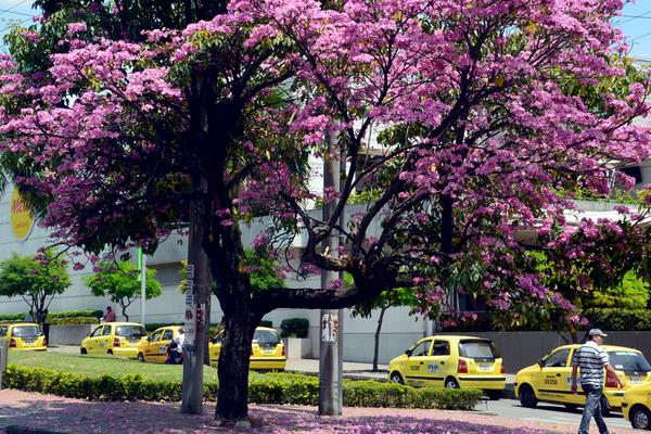 Lee más sobre el artículo Prográmese para asistir al “Ocobo music festival” en Ibagué