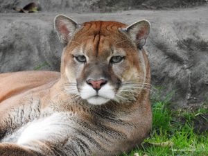 Lee más sobre el artículo El Puma Concolor el felino con más presencia en el Tolima