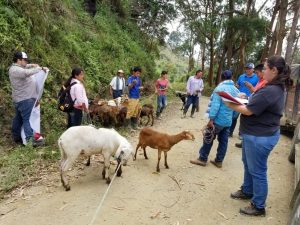 Lee más sobre el artículo 57 familias rurales de Ibagué se benefician con estrategia de ganadería ovina