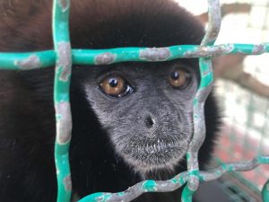 Lee más sobre el artículo Autoridades ambientales del Tolima incautaron especie amazónica en el municipio de Alvarado