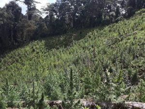 Lee más sobre el artículo Cuatro hectáreas de cultivos ilícitos fueron erradicados en zona rural de Planadas