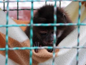 Lee más sobre el artículo Cortolima trata de salvarle la vida a primate que duró 25 años en cautiverio