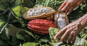 Lee más sobre el artículo El cacao especial de 11 asociaciones del Tolima estarán en Choco Show