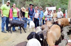 Lee más sobre el artículo 144 familias rurales de Ibagué se beneficiaron con módulos ovinos