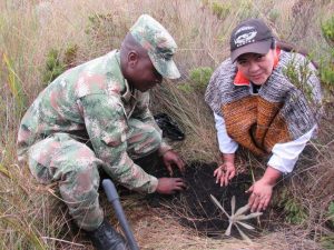 Lee más sobre el artículo Más de 4.000 frailejones fueron sembrados por el Ejército Nacional en el norte del Tolima