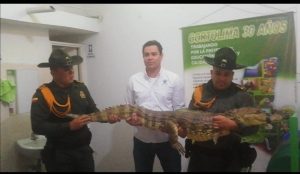 Lee más sobre el artículo Policía Tolima rescató una babilla de cerca de dos metros que generaba temor y zozobra en Purificación