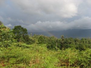 Lee más sobre el artículo Cortolima aprobó como máxima categoría de conservación al Bosque de Galilea