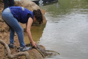 Lee más sobre el artículo Corporaciones autónomas del Tolima y Quindío liberan 16 animales silvestres en el Tolima