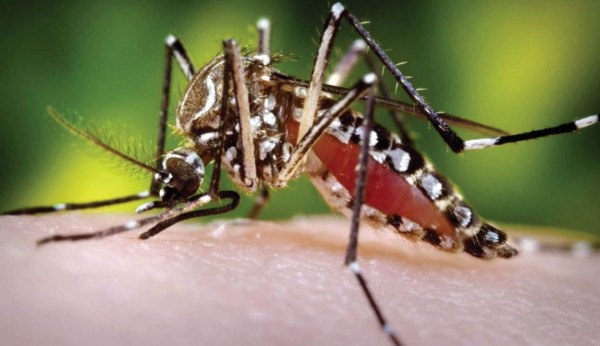 Lee más sobre el artículo Más de 300 casos de dengue se han registrado en Ibagué en lo corrido del 2020
