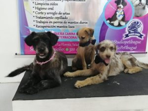 Lee más sobre el artículo Este domingo se llevará a cabo jornada de adopción de mascotas en Ibagué
