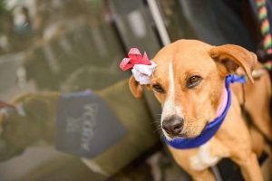 Lee más sobre el artículo Con éxito se llevó a cabo la primera jornada de adopción animal en Ibagué