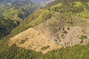 Lee más sobre el artículo Cortolima inició proceso sancionatorio a dos personas que estarían talando palmas de cera para cultivar arracacha en el corregimiento de Toche