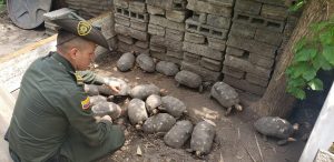Lee más sobre el artículo 46 tortugas morrocoy fueron incautadas por la Policía Tolima en el municipio de Honda