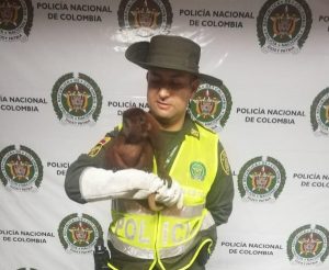 Lee más sobre el artículo Policía Tolima rescató un mono aullador en Melgar