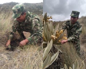 Lee más sobre el artículo Sexta Brigada del Ejército Nacional sembrará más de 2.000 frailejones en Murillo