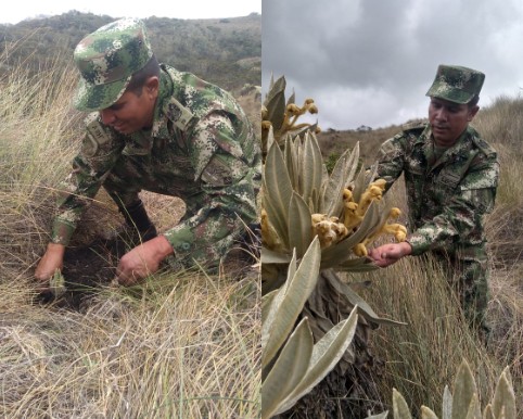 Lee más sobre el artículo Sexta Brigada del Ejército Nacional sembrará más de 2.000 frailejones en Murillo
