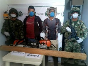 Lee más sobre el artículo Dos hombres fueron capturados por tala indiscriminada de árboles en Murillo