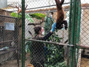 Lee más sobre el artículo Más de 300 animales han ingresado este año al Centro de Atención y Valoración de Fauna Silvestre de Cortolima