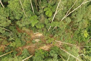 Lee más sobre el artículo Se inició proceso sancionatorio por aprovechamiento ilegal de madera en la vereda Potosí, de Cajamarca