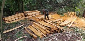 Lee más sobre el artículo Cuatro personas fueron capturadas en el Guamo por tala ilegal en zona protectora de la quebrada Lemayá