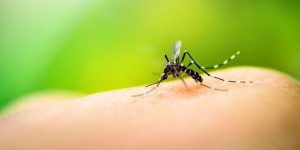 Lee más sobre el artículo Casos de dengue en el Tolima siguen en aumento