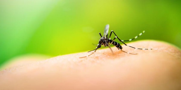 En este momento estás viendo Casos de dengue en el Tolima siguen en aumento