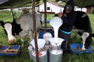 Lee más sobre el artículo Productores de leche del Tolima tienen aliado estratégico para vender en medio de la emergencia