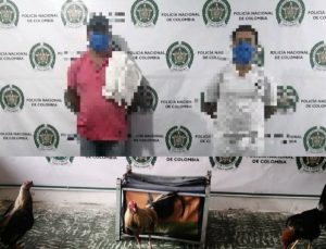 Lee más sobre el artículo Policía Tolima capturó a dos hombres por jugar con gallos en Palocabildo