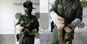 Lee más sobre el artículo Boa constrictor fue rescata de un hotel de Melgar