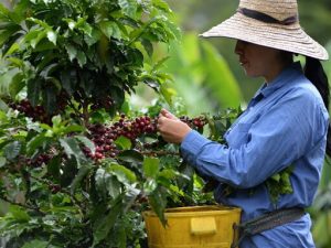 Lee más sobre el artículo Familias tolimenses podrán utilizar la cosecha cafetera como alternativa de ingresos durante el aislamiento preventivo