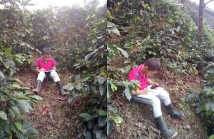 Lee más sobre el artículo En zona rural de Planadas los niños realizan sus tareas en medios de los cultivos de café