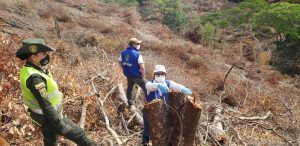 Lee más sobre el artículo Cortolima y autoridades intensifican acciones para detener y prevenir tala de árboles en zonas de reserva