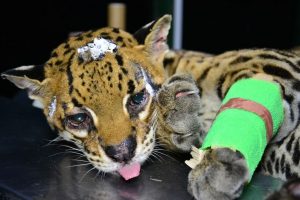Lee más sobre el artículo Ocelote rescatada en Chaparral presenta fractura y laceraciones en la piel