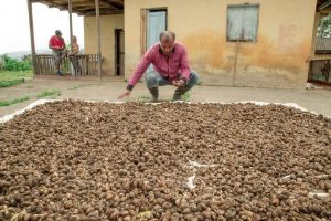 Lee más sobre el artículo 41 excombatientes de las Farc en el Tolima se beneficiarán de proyectos productivos