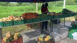 Lee más sobre el artículo En Ibagué se pusieron de moda los mercados campesinos virtuales