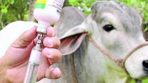 Lee más sobre el artículo Este lunes 18 de mayo arranca primer ciclo de vacunación contra fiebre aftosa y brucelosis bovina en el Tolima