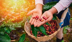 Lee más sobre el artículo Gobierno departamental impulsa estrategias para recolectar la cosecha cafetera