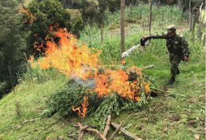 Lee más sobre el artículo Más de 300 matas de marihuana fueron erradicadas en zona rural de Santa Isabel