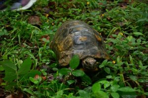Lee más sobre el artículo Cortolima realiza jornada de liberación de fauna silvestre en el Día Mundial del Medio Ambiente