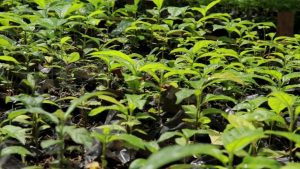 Lee más sobre el artículo Más de 40 mil plantas serán sembradas en todo el territorio tolimense