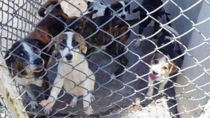 Lee más sobre el artículo Incrementan casos de abandono y maltrato a mascotas en Ibagué
