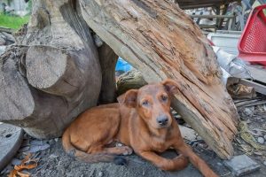 Lee más sobre el artículo Durante la cuarentena se han recuperado 159 mascotas abandonadas en Ibagué
