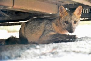 Lee más sobre el artículo Zorro cangrejero rescatado en el centro de Ibagué será liberado
