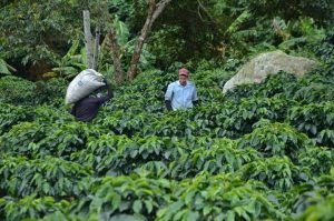 Lee más sobre el artículo ¿Usted ya tuvo el placer de disfrutar de cafés especiales producidos en el Tolima?