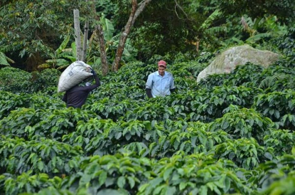Lee más sobre el artículo ¿Usted ya tuvo el placer de disfrutar de cafés especiales producidos en el Tolima?