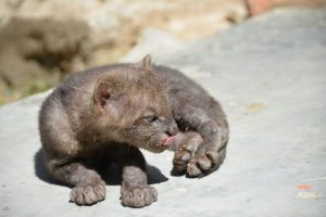 Lee más sobre el artículo Cría de puma jaguarundí fue rescatada en zona rural de Alvarado